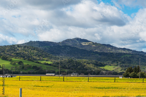 Fields of gold, bright golden colored pasture farm land landscape with emerald green spring foliage, distant farm houses in wine country Northern California near Napa.