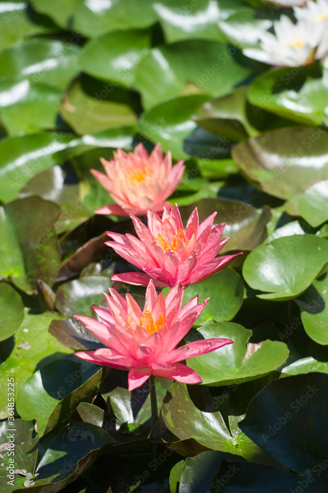 Beautiful waterlilies or lotus flowers in pond. Pink lily, Nymphaea and its reflection in the lake water. Beautiful waterlilies or lotus flowers in pond. Pink lily, Nymphaea and its reflection in the lake water.