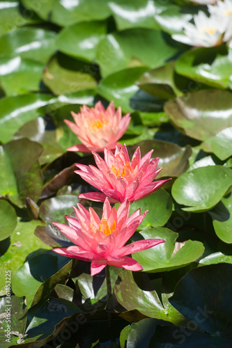 Beautiful waterlilies or lotus flowers in pond. Pink lily, Nymphaea and its reflection in the lake water.