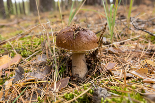 Edible mushrooms in a forest on green background, Boletus edulis