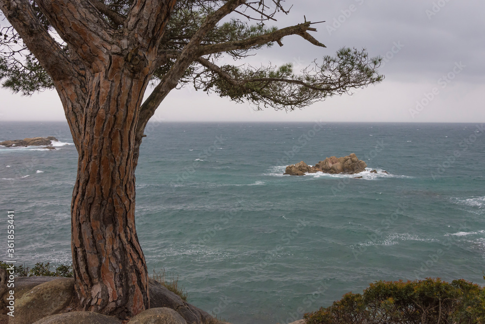 Tree that is on the seashore and rocks in the background Tree that is on the seashore and rocks in the background