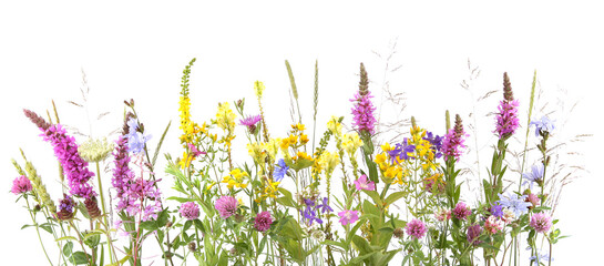 Flowering wild grass and herbs isolated on white background. Border of meadow flowers wildflowers and plants..