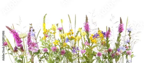 Obraz  z motywem Flowering wild grass and herbs isolated on white background. Border of meadow flowers wildflowers and plants..