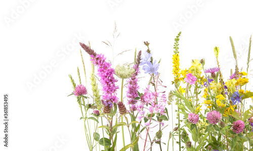 Flowering wild grass and herbs isolated on white background. Border of meadow flowers wildflowers and plants..