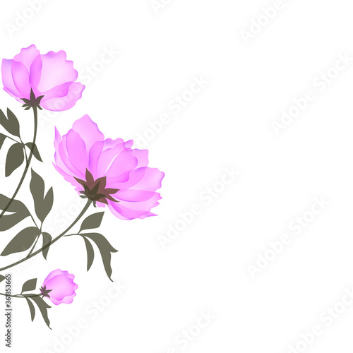 Vector background with a blooming pink peony.Floral Botanical watercolor illustration isolated on white background.