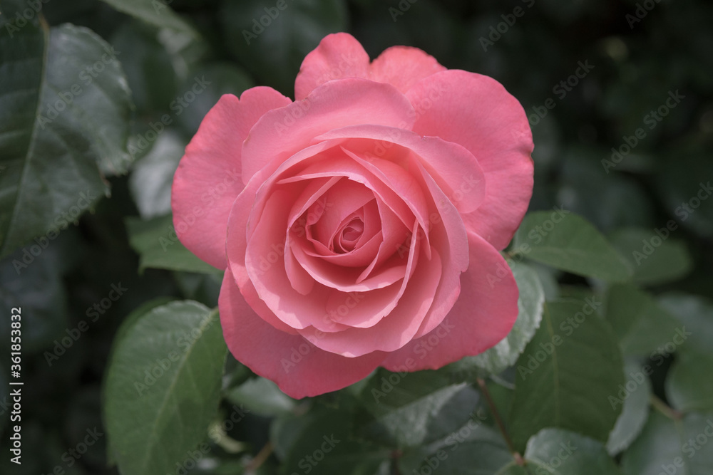 Delicate pink wild rose flowers. A closeup. Delicate pink wild rose flowers. A closeup.