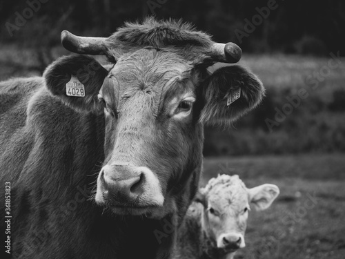 A cow and her little calf in the field