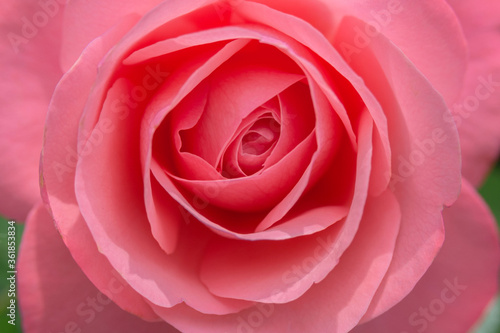 Large drops of dew on pink rose petals close-up. Texture. Close-up.