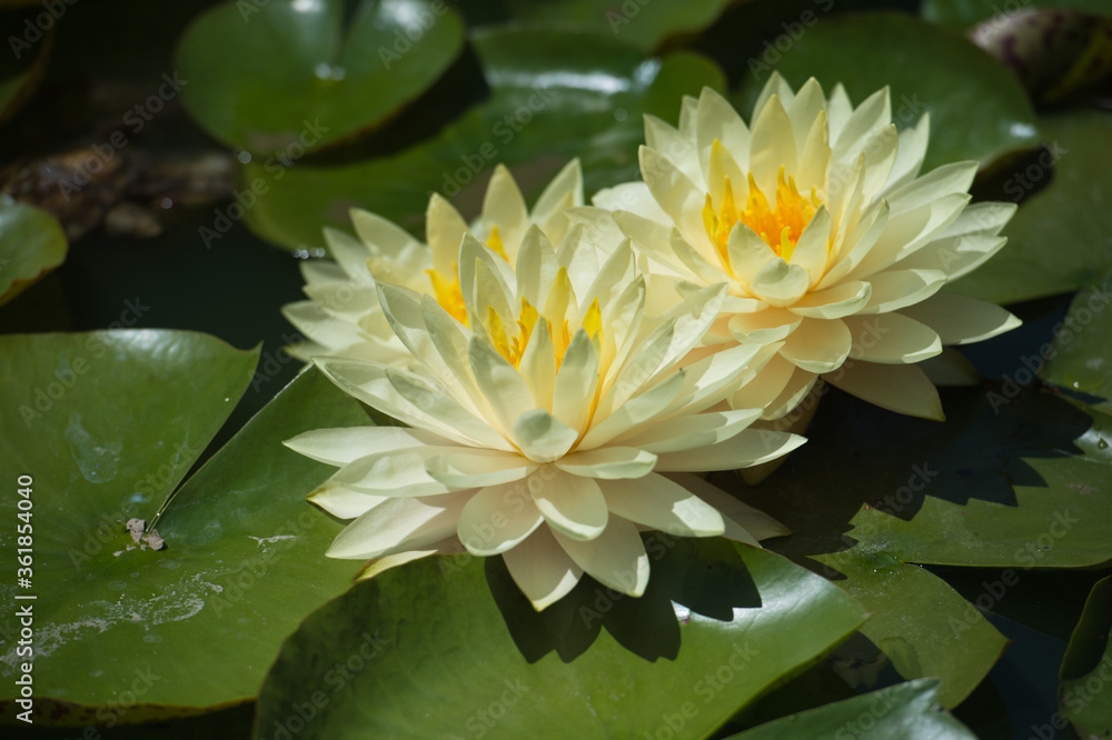 Beautiful waterlilies or lotus flowers in pond. Pink lily, Nymphaea and its reflection in the lake water. Beautiful waterlilies or lotus flowers in pond. Pink lily, Nymphaea and its reflection in the lake water.