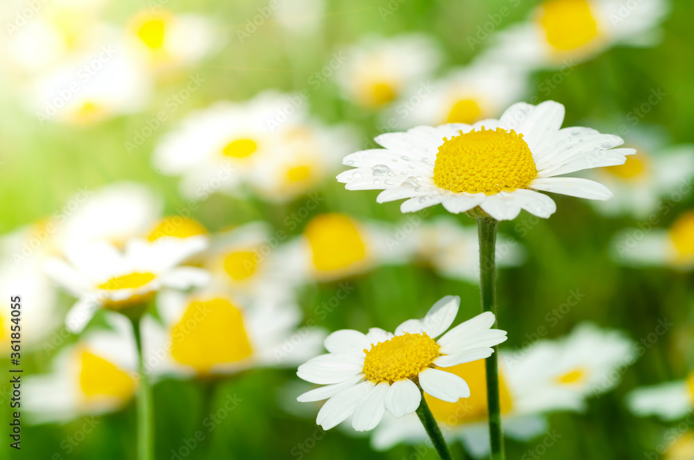 Wild flower. Little chamomile or daisy flowers in sunny sunmmer day on a meadow.