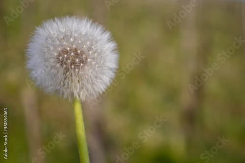 a mature Dandelion flower  in the spring season in Germany