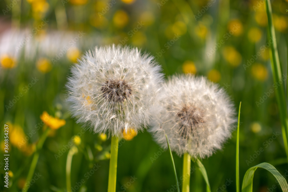 Two wild dandelions blossom beside each other in the spring. Two wild dandelions blossom beside each other in the spring.