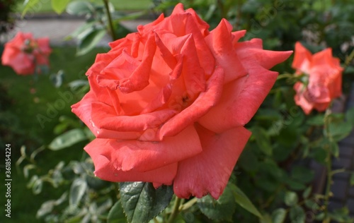 Wallpaper Mural red rose in the garden Torontodigital.ca
