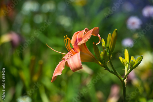 Daylilies spider in mixborders on the flowerbed in the garden. Gardening. photo