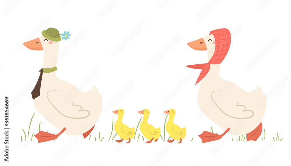 Dad and mom geese with goslings. A family of geese walks. Vector illustration in cartoon flat style. Dad and mom geese with goslings. A family of geese walks. Vector illustration in cartoon flat style.