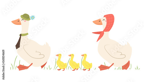 Dad and mom geese with goslings. A family of geese walks. Vector illustration in cartoon flat style.