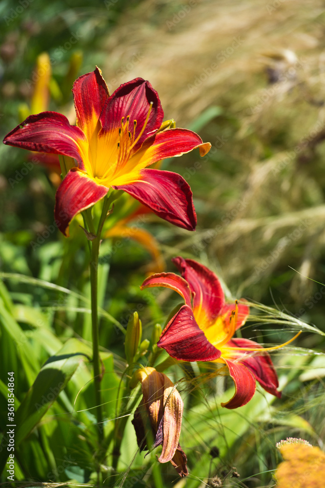 Daylilies spider in mixborders on the flowerbed in the garden. Gardening. Daylilies spider in mixborders on the flowerbed in the garden. Gardening.