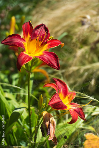 Daylilies spider in mixborders on the flowerbed in the garden. Gardening. © darkfreya