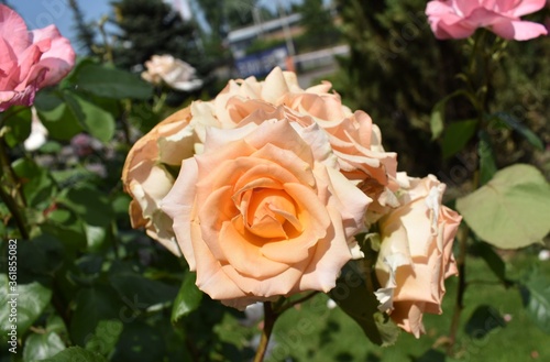 Wallpaper Mural pink roses in garden Torontodigital.ca