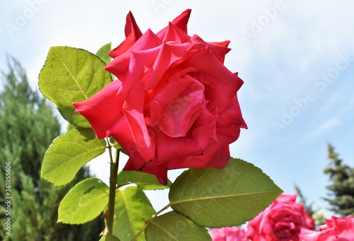 Wallpaper Mural red rose on blue background Torontodigital.ca