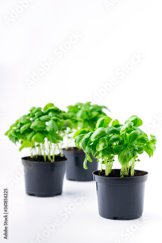 Fresh organic basil in a pot on a white background. Italian Basil live herb plant. Copy space. Horizontal, selective focus.