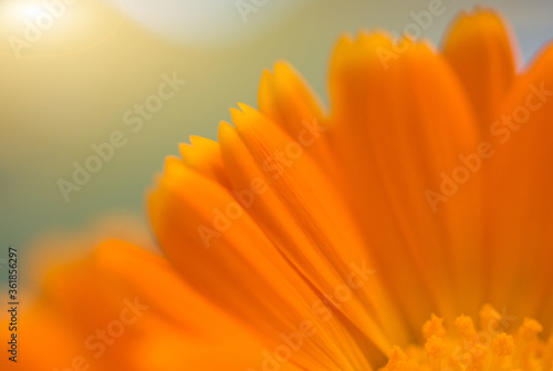 Part of a marigold flower on a green background. Very close up. Blurry. Medicinal herb.