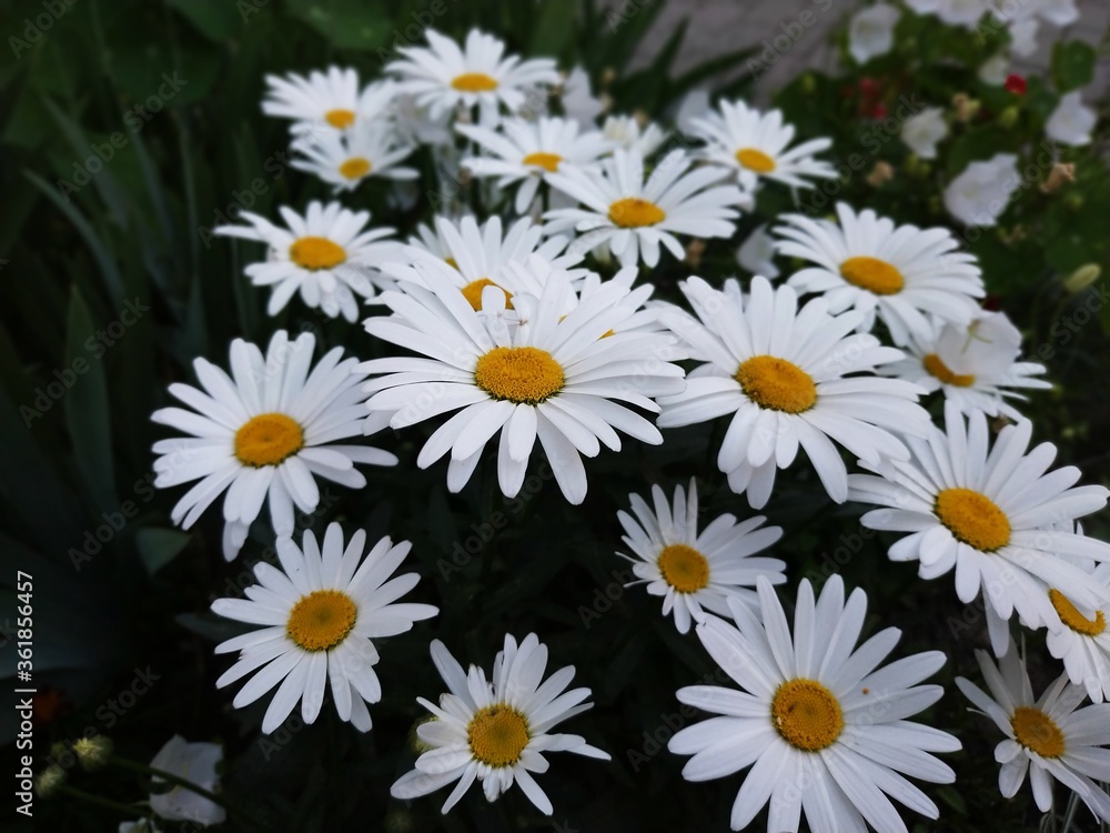 Fototapeta premium daisies in a garden