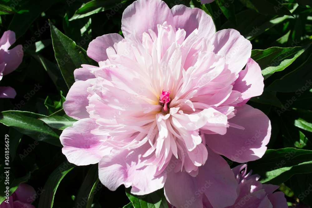 Georgeous peony in a full bloom Georgeous peony in a full bloom