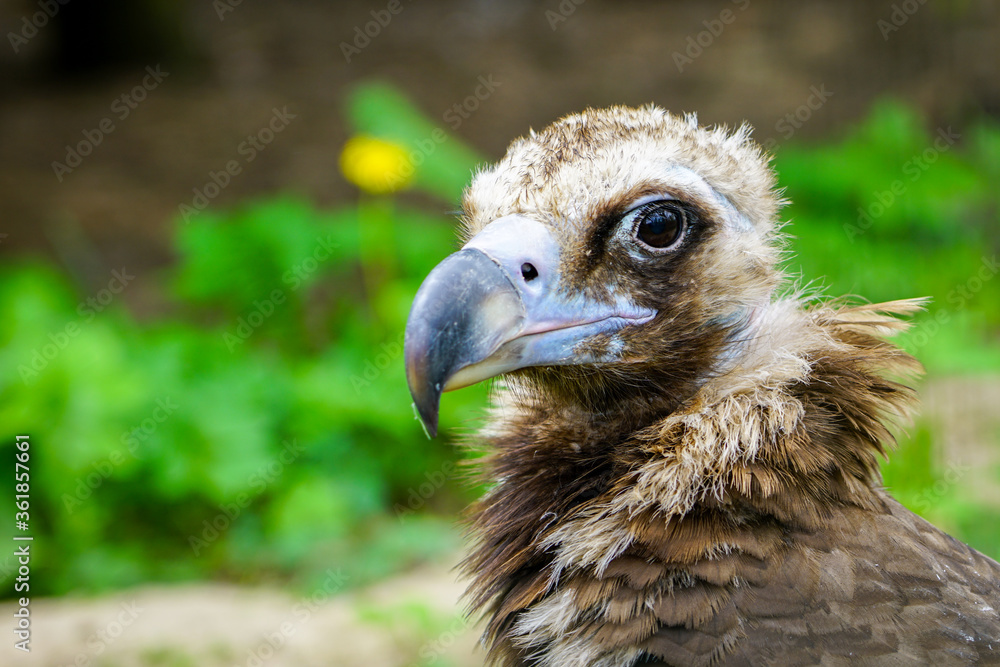 closeup portrait of a cinereous vulture, Aegypius monachus, that is a large raptorial bird closeup portrait of a cinereous vulture, Aegypius monachus, that is a large raptorial bird