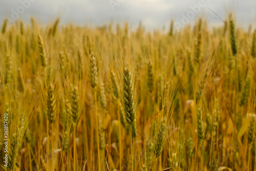 Background of ripe ears of wheat growing in the field
