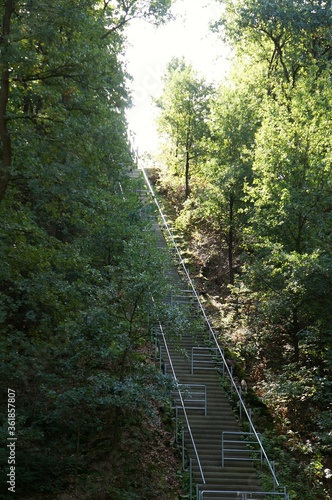 Very tall stairs among the forest trees