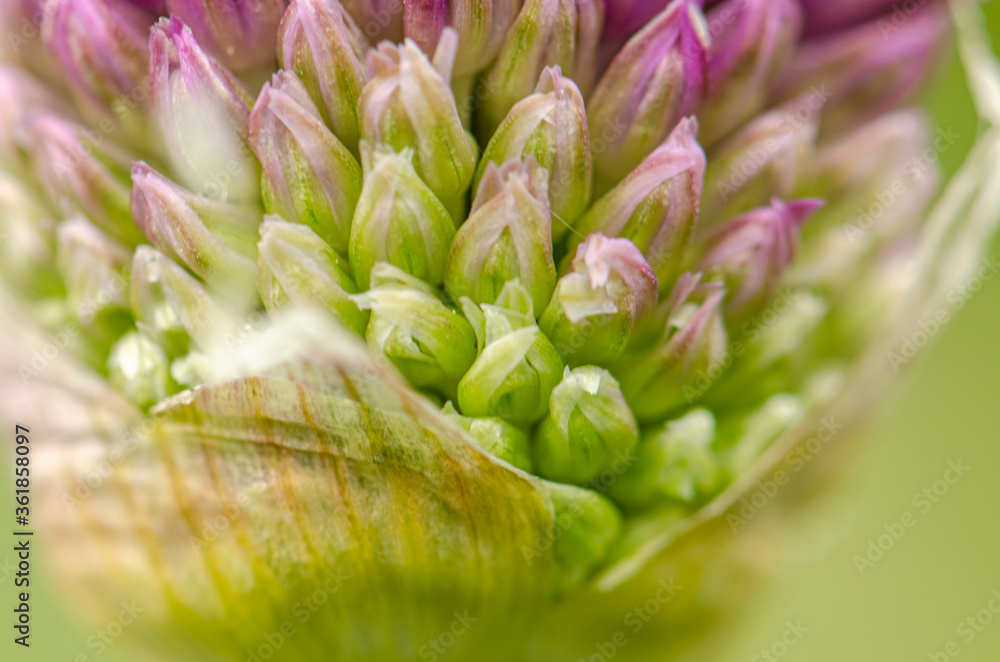 Allium bud opening on blurred background macro view Allium bud opening on blurred background macro view