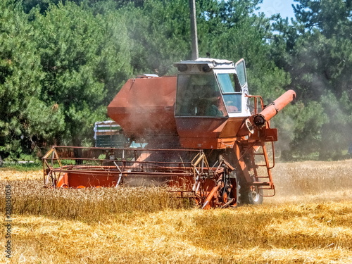 a beautiful brick-red combine harvester (side view) removes the wheat field located next to the forest and unloads the straw after threshing the grain. hot summer day