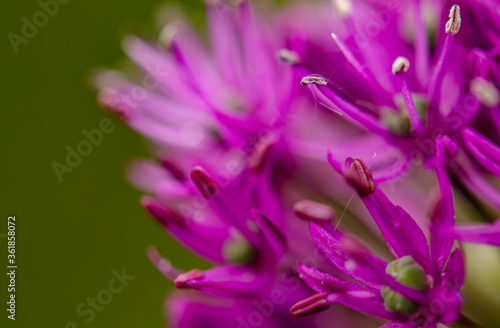 Allium bud opening on blurred background macro view