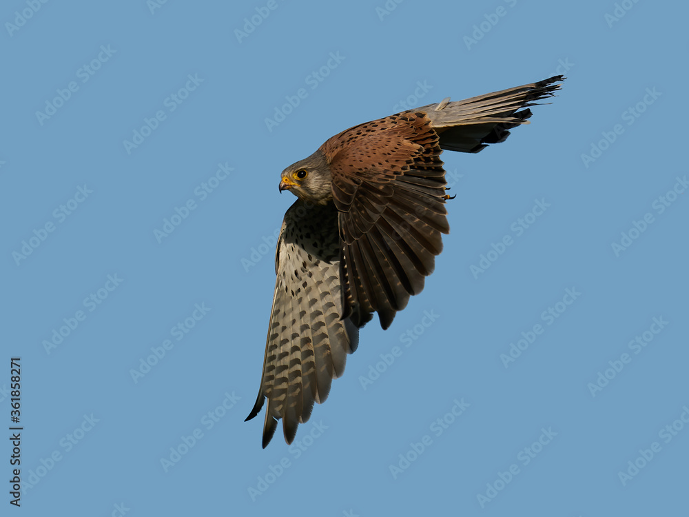 Obraz premium Common kestrel (Falco tinnunculus)