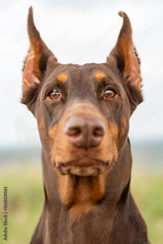 Brown and tan Doberman Dobermann dog with cropped ears. Closeup muzzle portrait in full face on blurred nature background on sunny day. Looking at viewer. Vertical orientation. 