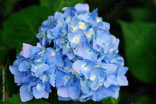 Blue heads of hydrangea flowers