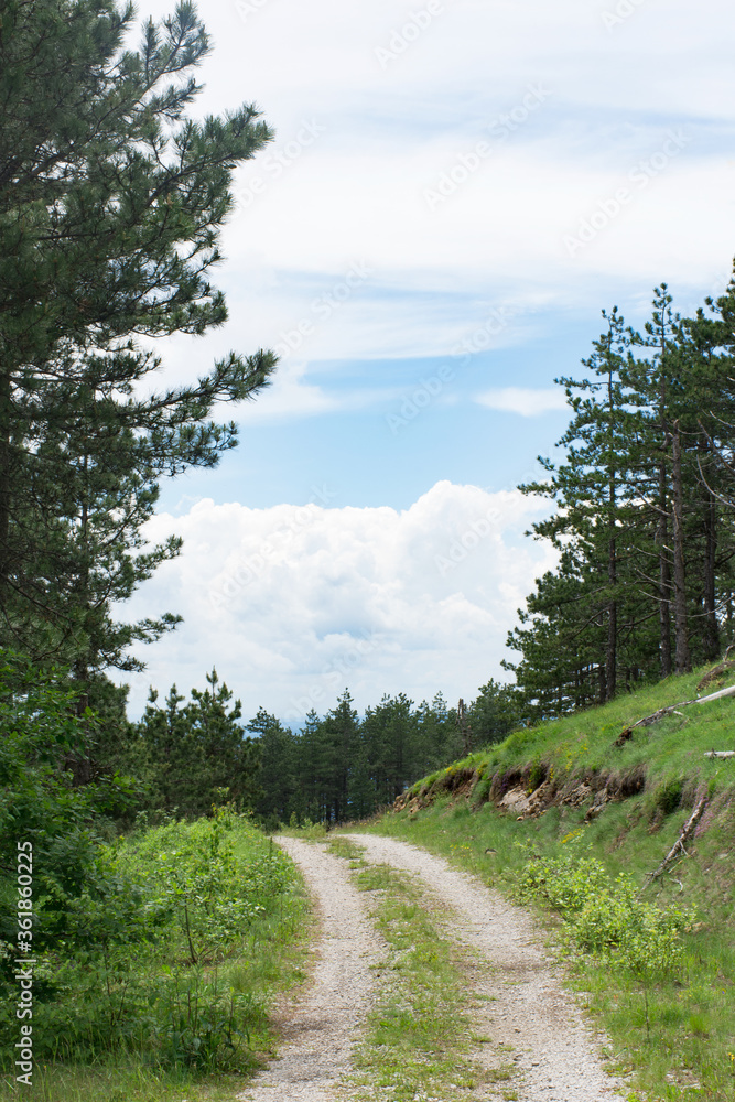 Beautiful mountain pine forest. Mountain road and beautiful blue sky with clouds in the distance. Spring day in nature.
