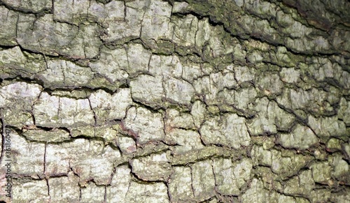 Bark texture, brown and beige background