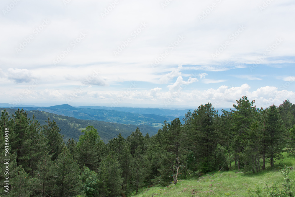 Green mountain forest. Pine trees and green grass. Mountain landscape.
