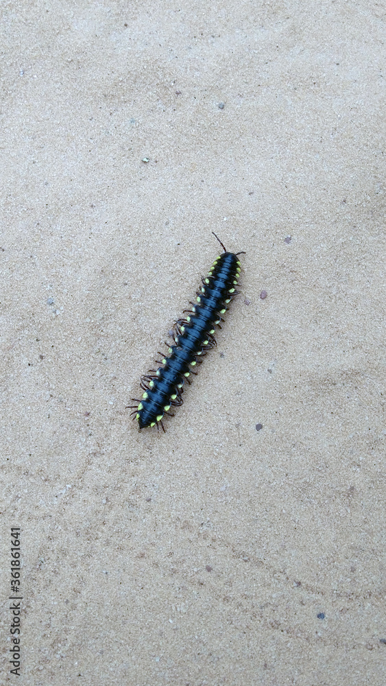 caterpillar on a white background caterpillar on a white background