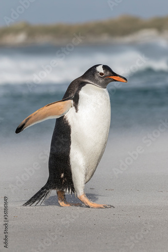 Gentoo Penguin walking along a windy beach