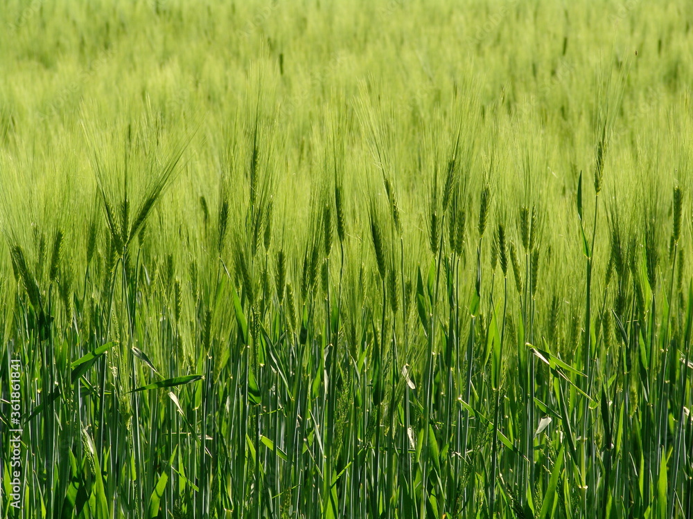 green rye field green rye field