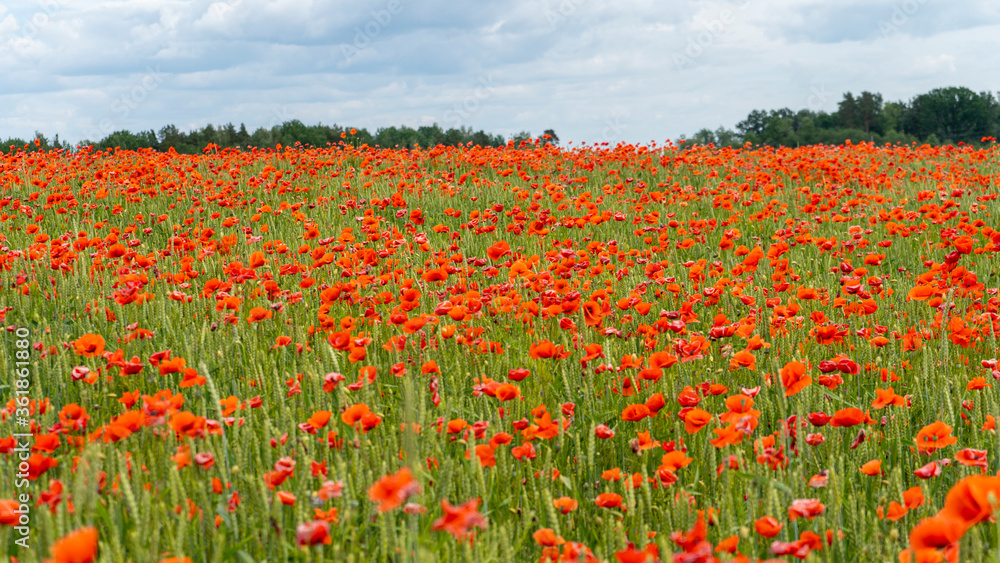 Field of Blossoming Red Poppies. Beautiful Flowers Meadow and Summer Nature Landscape