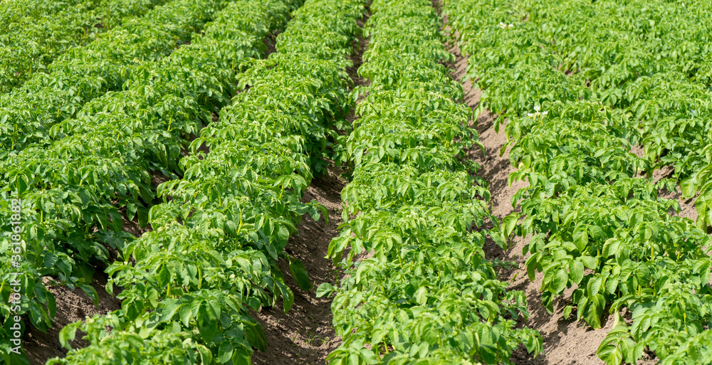 Field of Green Potato Bushes.White Blooming Potato Flower on Farm Field. Organic Vegetable Concept. Field of Green Potato Bushes.White Blooming Potato Flower on Farm Field. Organic Vegetable Concept.