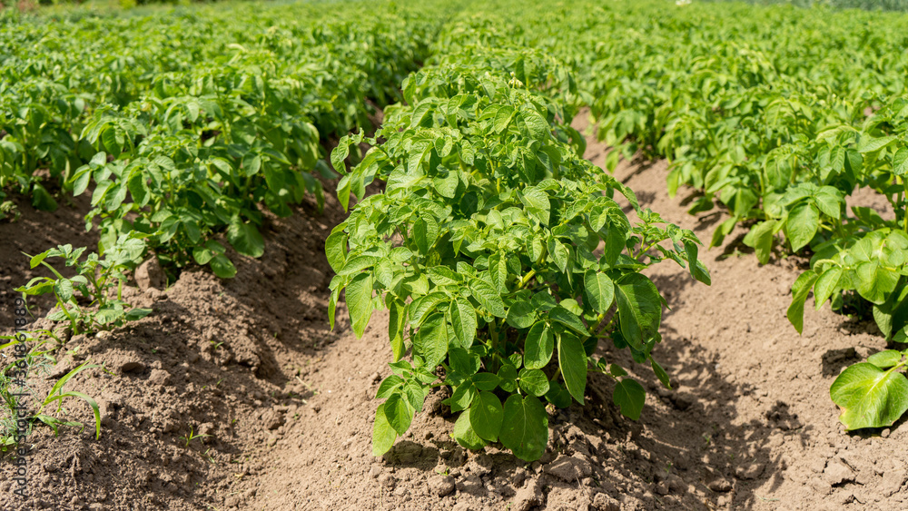 Field of Green Potato Bushes.White Blooming Potato Flower on Farm Field. Organic Vegetable Concept. Field of Green Potato Bushes.White Blooming Potato Flower on Farm Field. Organic Vegetable Concept.