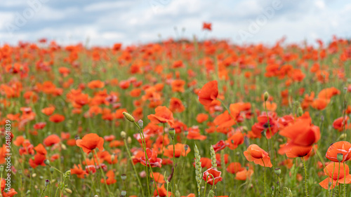 Field of Blossoming Red Poppies. Beautiful Flowers Meadow and Summer Nature Landscape © Uldis