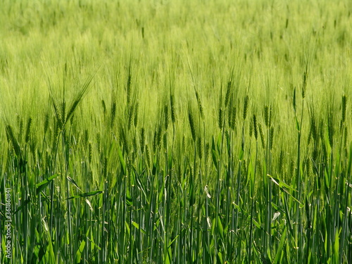 green rye field