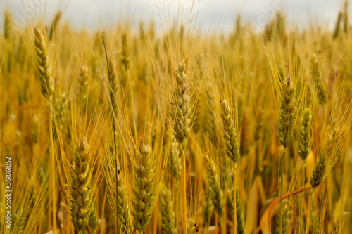 Ripe ears of wheat growing in a farmer s field  close-up
