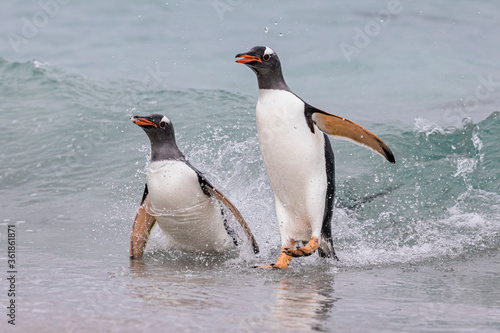 Gentoo Penguins coming ashorew